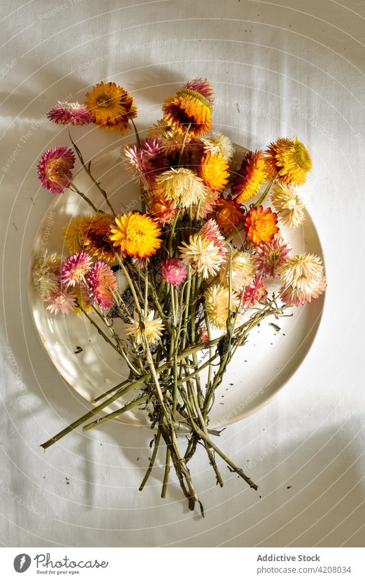 Bunch of strawflowers placed on plate on table sunlight floral bunch bouquet fresh gentle beauty romantic bloom colorful minimal room bright simple sunbeam