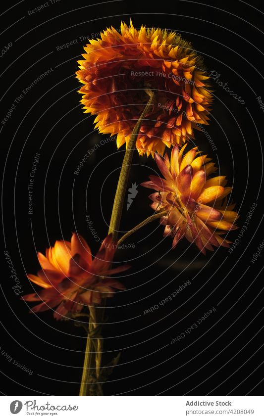Bright blooming strawflowers on black background vivid color floral dark simple blossom natural studio fresh minimal bright creative style composition organic