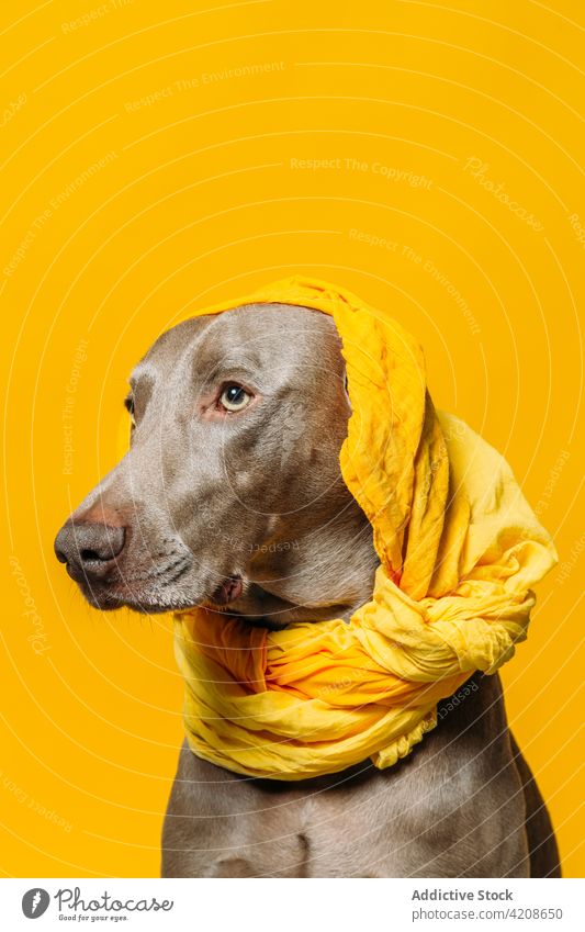 Funny purebred dog in headscarf weimaraner funny yellow breed style pet animal canine cute adorable mammal domestic pedigree companion obedient colorful cloth