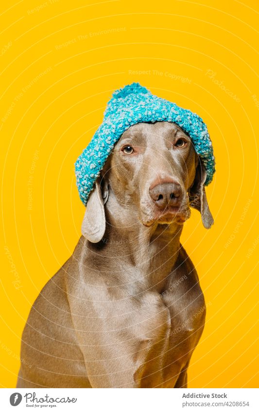 Cute Weimaraner dog in hat headwear style purebred weimaraner funny cute fashion colorful blue adorable knitted pet animal canine pedigree breed obedient