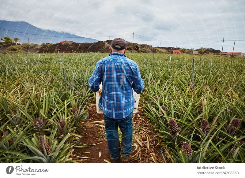 Man on tropical plantation carrying containers man farmland mountains canary islands el hierro worker fruit organic raw agriculture nature nutrition green