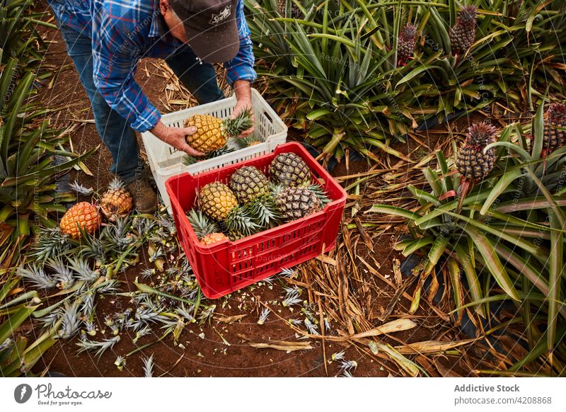Farmer collecting ripe pineapples man farm tropical harvest canary islands el hierro nature container plastic green environment agriculture plant gathering pick