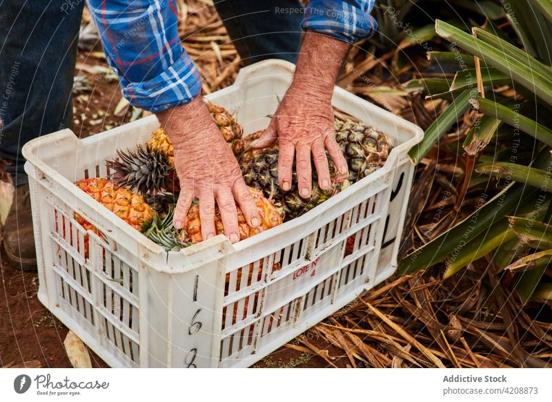 Crop farmer collecting ripe pineapples man tropical harvest canary islands el hierro nature container plastic green environment agriculture plant gathering pick