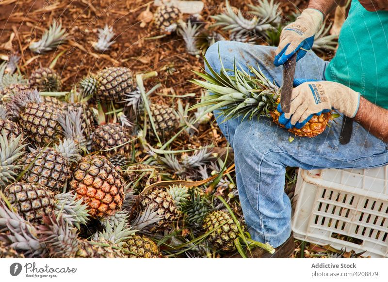 Crop man cleaning pineapples while harvesting them farmland tropical el hierro canary islands worker country environment cut rural gardening collect sweet pick