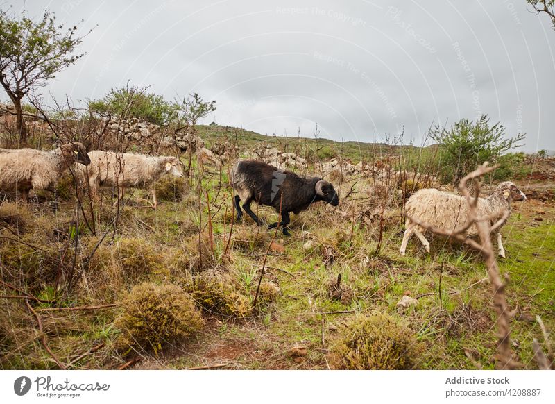 Domestic sheep on meadow in countryside livestock rural herd domestic el hierro canary islands animal agriculture pasture farmland mammal flock nature lamb