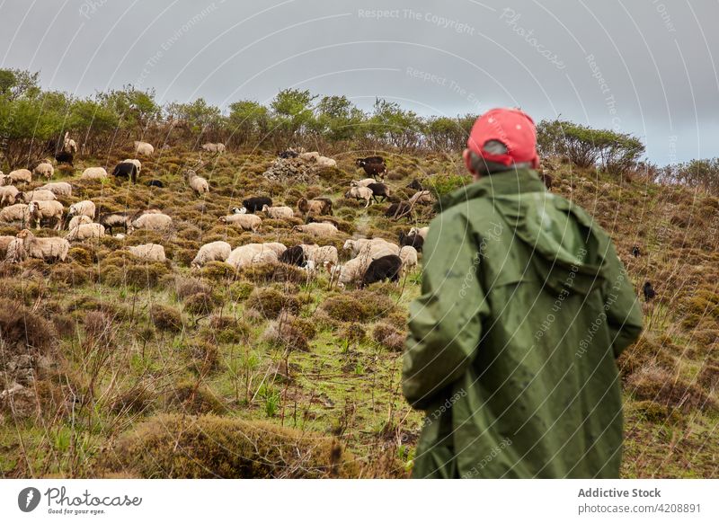 Man on mountain slope with herd of sheep man pasture el hierro canary islands nature rainy raincoat overcast landscape grass hillside tourism clouds standing