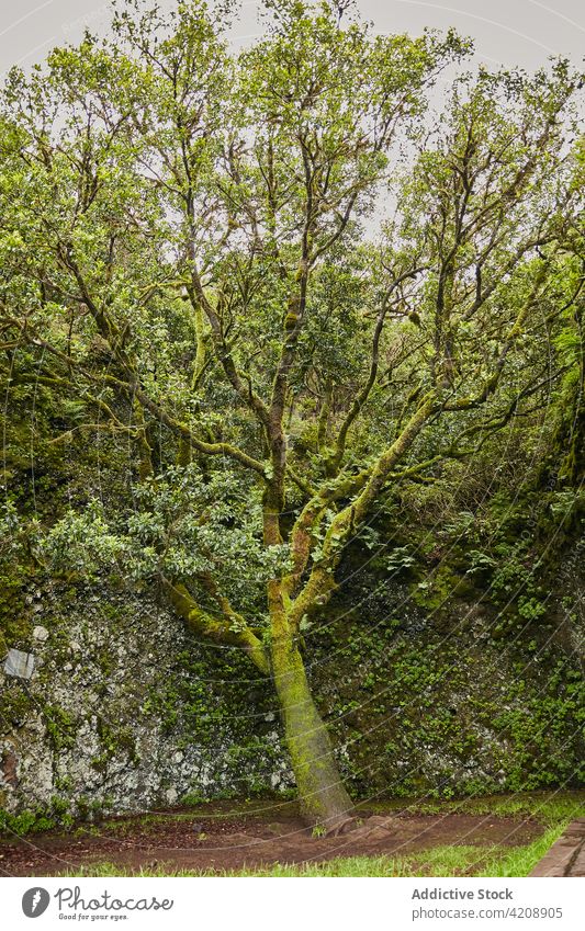 Lush green vegetation of tropical woods canary islands el hierro landscape foliage nature moss lush exotic environment scenic natural peace outdoors freedom