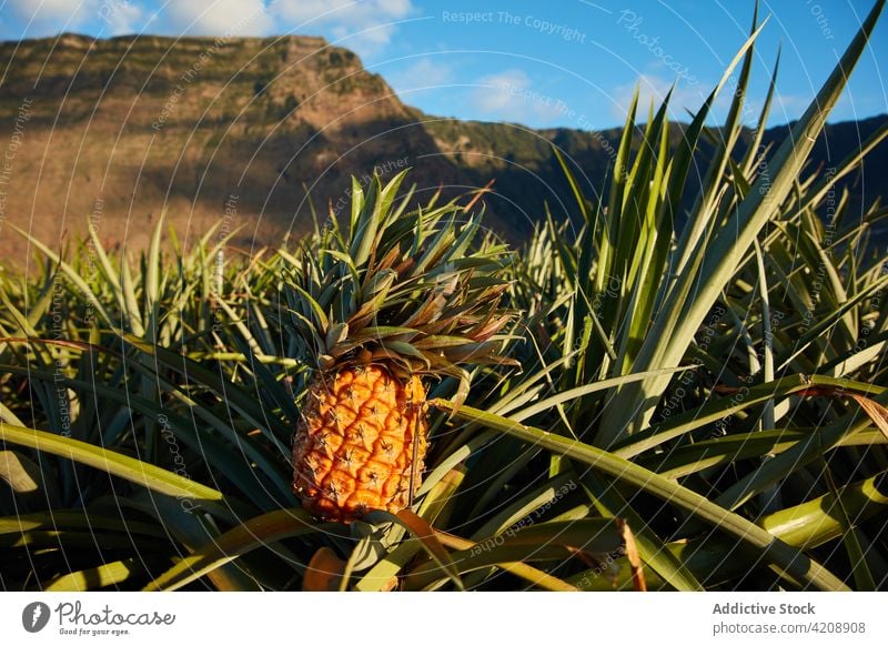 Plantation of pineapples in mountains of island plantation tropical el hierro canary islands landscape farmland perspective ridge green field terrain
