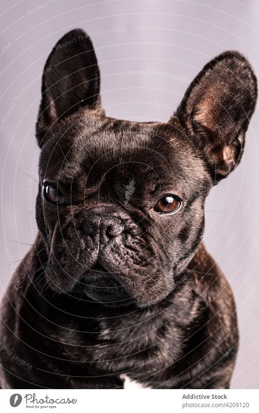 French Bulldog looking at camera against purple background french bulldog pet animal canine purebred breed domestic muzzle obedient fur brown eyes calm light