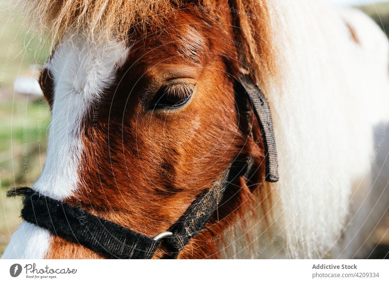 Horse with fluffy mane on farmland against hills horse animal fauna equine livestock mammal herbivore domesticated together countryside meadow brown white coat