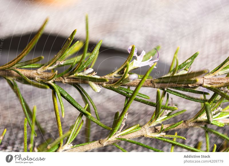 Detail of rosemary with unfocused background herb chest twig rustic leaf decor plant surface organic ingredient decoration stone table decorative aromatic