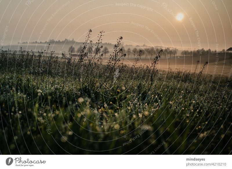 Meadow in morning mist with dew drops Nature Landscape Exterior shot Vacation & Travel Colour photo Sky Dawn Fog Grass tranquillity silent relaxation Deserted