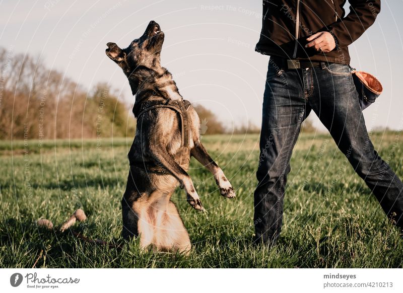 Hund macht Männchen auf der Wiese bester Freund Haustier spielen gemeinsam Freundschaft natur wiese Gras erziehung ausbildung training