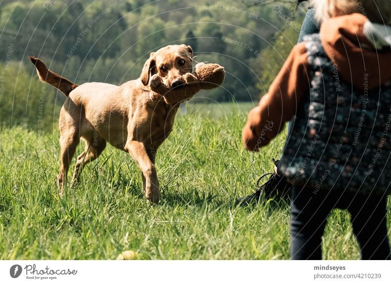 Family dog playing with teddy bear Spring Pet Dog Labrador Playing out Nature Happy Infancy Happiness Exterior shot Puppy Colour photo Leisure and hobbies