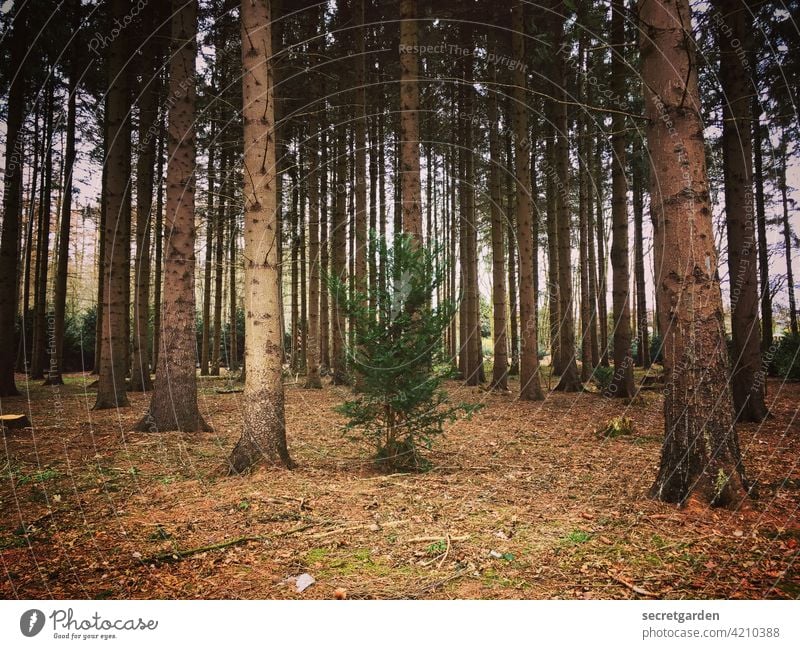 A spruce in great density. Spruce Forest clearing Nature Experiencing nature Environment Woodground Exterior shot Lonely Tree trunk Colour photo Deserted