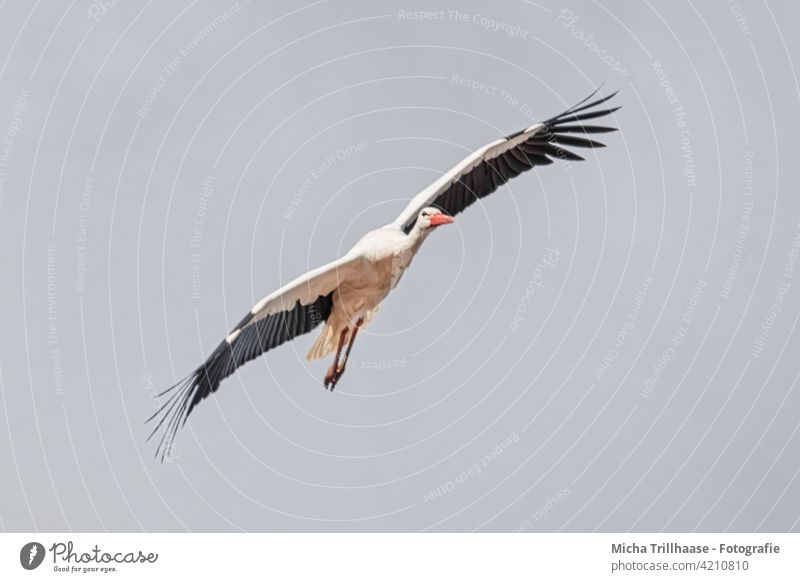 Flying Stork White Stork Ciconia ciconia Head Beak Eyes Neck feathers plumage Grand piano Legs Wing span Span flapping flight Bird Migratory bird Wild bird