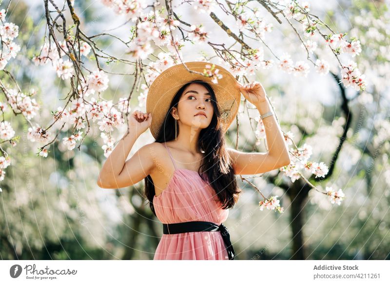 Romantic Asian woman standing under blooming brunches cherry orchard flower tree spring romantic dress garden flora female emotionless unemotional grow nature