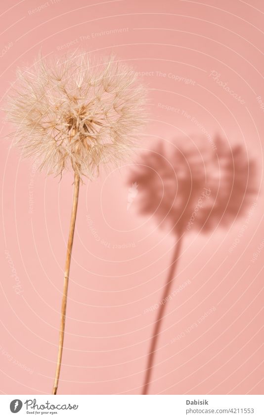 Fluffy dandelion flower on pink background fluffy summer art beautiful beauty abstract biology blossom blow blowing botany decoration flora floral flying