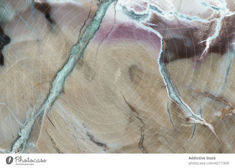Background of Petrified wood details background Arizona abstract textured Woodworthia ancient brown close-up closeup detailed fossil fossilized fossilized wood