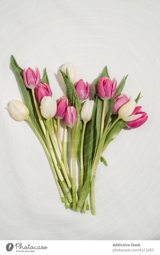 Bunch of tulips on white background bunch spring flower bouquet tender aroma pink blossom bloom floral delicate bud stem present fragile botany gift fresh