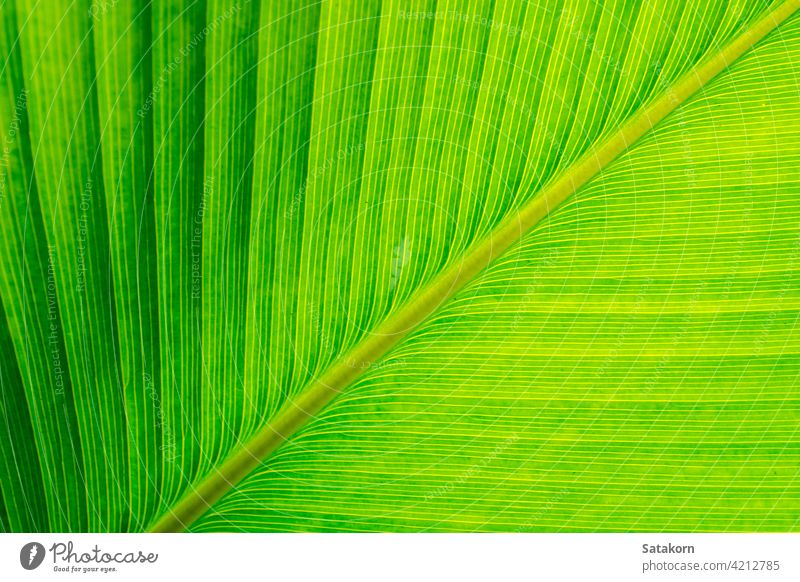Texture on surface of Cigar plant leaf, green background pattern texture cigar fresh tropical calathea close up flower nature natural color bright life detail
