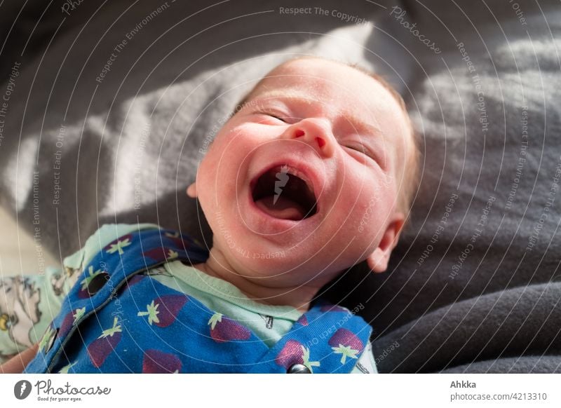Portrait of baby laughing with sunlight on neutral gray background Baby Joy Happy Contentment Safety (feeling of) be comfortable Impish fun Cute Small toothless