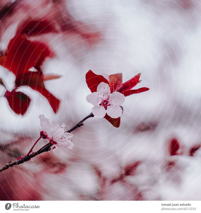 beautiful cherry blossom in spring season sakura flower cherry tree sakura tree pink petals floral nature natural decorative decoration romantic beauty
