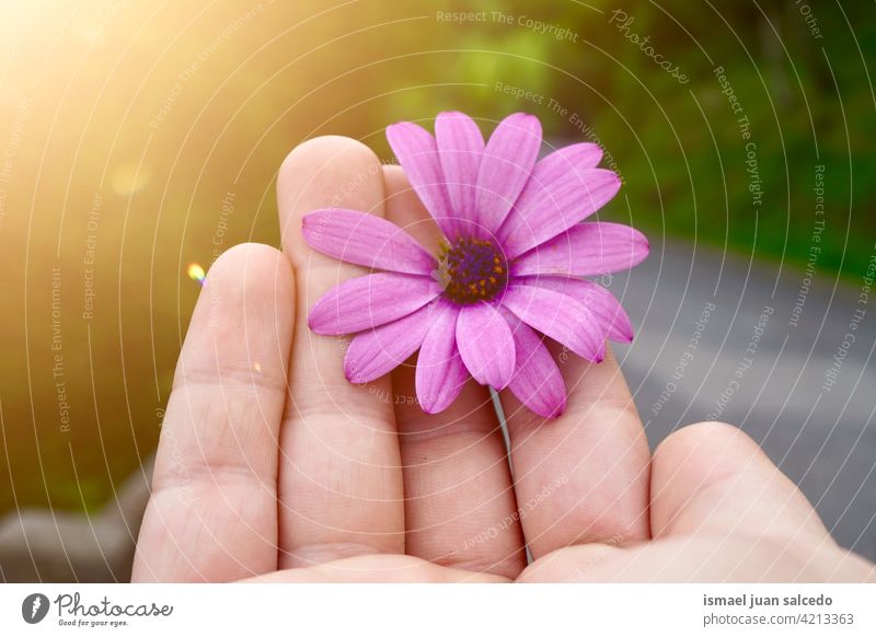 hand with a beautiful pink flower daisy fingers body part petals plant garden floral nature decorative freshness outdoors romantic fashion fragility background