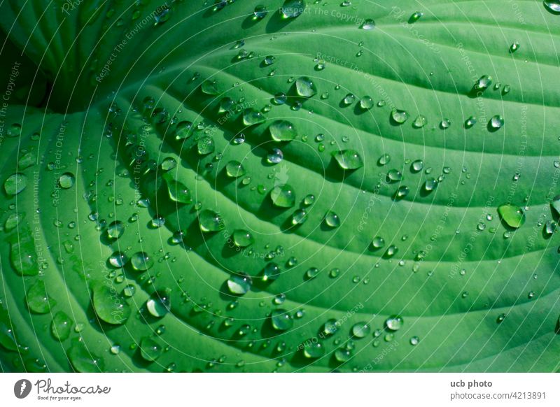 Green leaf with water drops, lotus effect, morning dew Lotus effect raindrops Leaf fresh Spa freshness morning freshness elixir of life