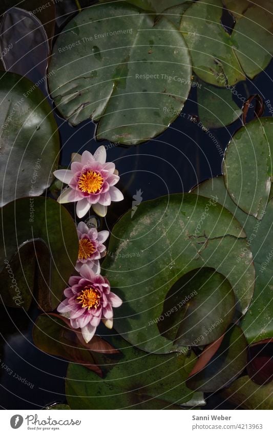 water lilies Water lily Water lily pond Water lily leaf Water Lily Green Nature Pond Exterior shot Colour photo Deserted Plant Leaf Lake Environment Day Blossom