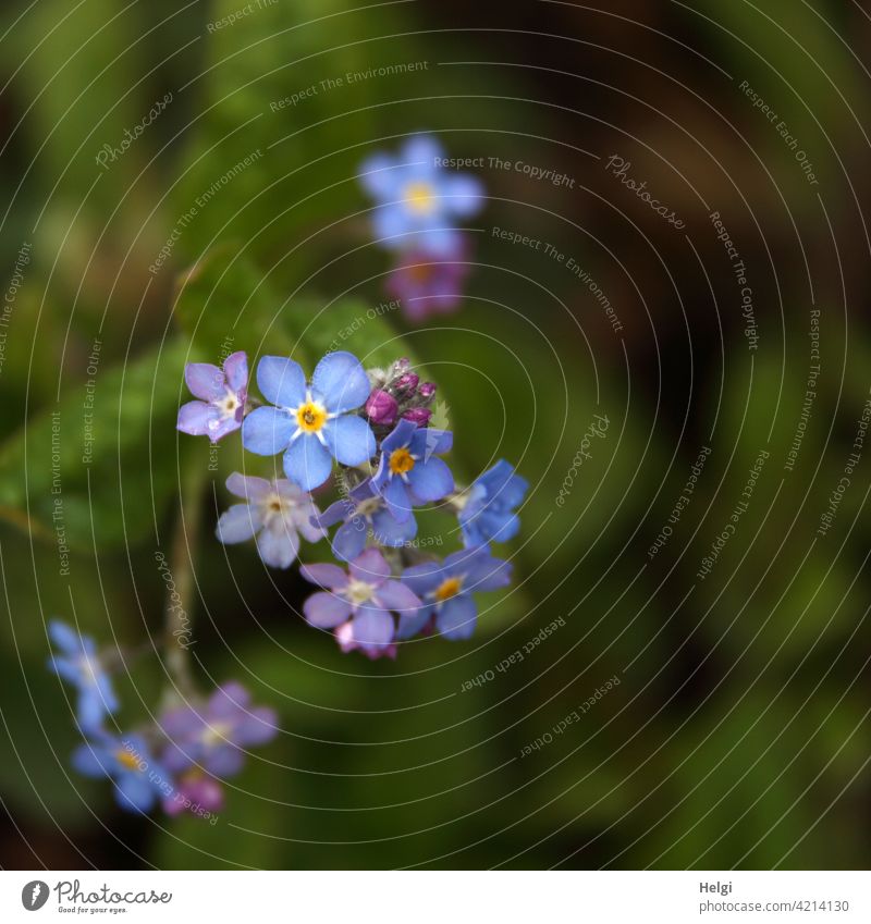 FORGET-ME-NOT Flower Blossom Forget-me-not Plant Spring Nature Colour photo Shallow depth of field Blossoming Deserted Close-up Exterior shot Garden Detail