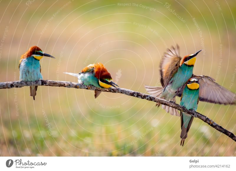 Different behaviors of bee-eaters bird beauty nature colour colourful behaviour twig many-coloured four wildlife love sitting sunlight feather animal birding