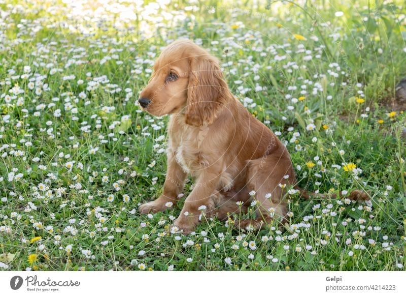 Small cocker spaniel dog with a beautiful blonde hair - a Royalty Free  Stock Photo from Photocase