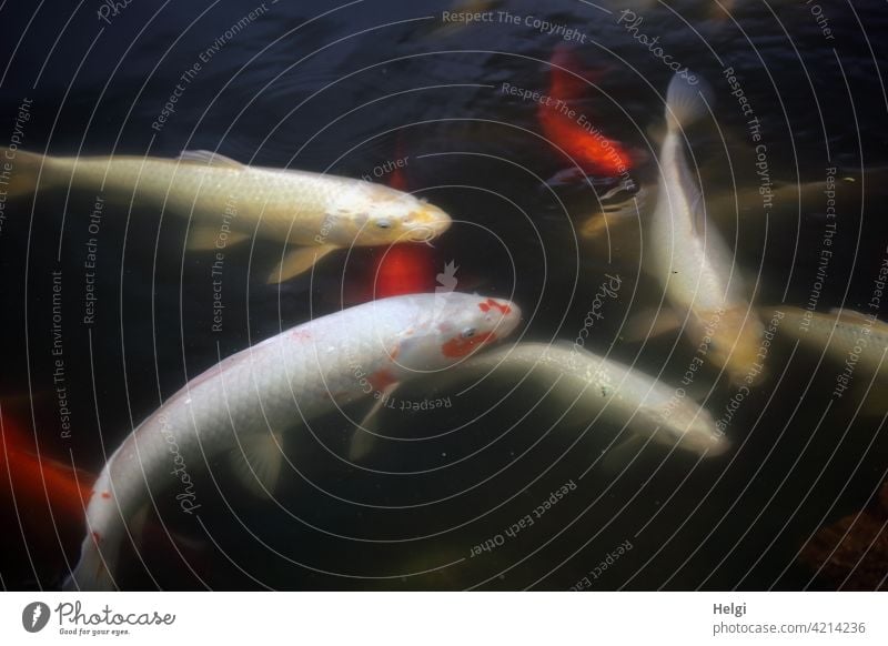 several hungry koi swimming in a garden pond Koi Fish Animal Pond Garden pond be afloat Water Colour photo Carp Exterior shot Deserted Bird's-eye view