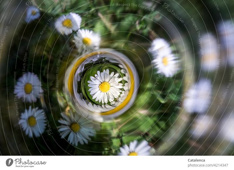 Daisies, centered reflection Yellow Grass Green Daisy Garden Spring blossom Day blossoms daylight Flower wax Plant Leaf Blossom leave Nature flora fragrances
