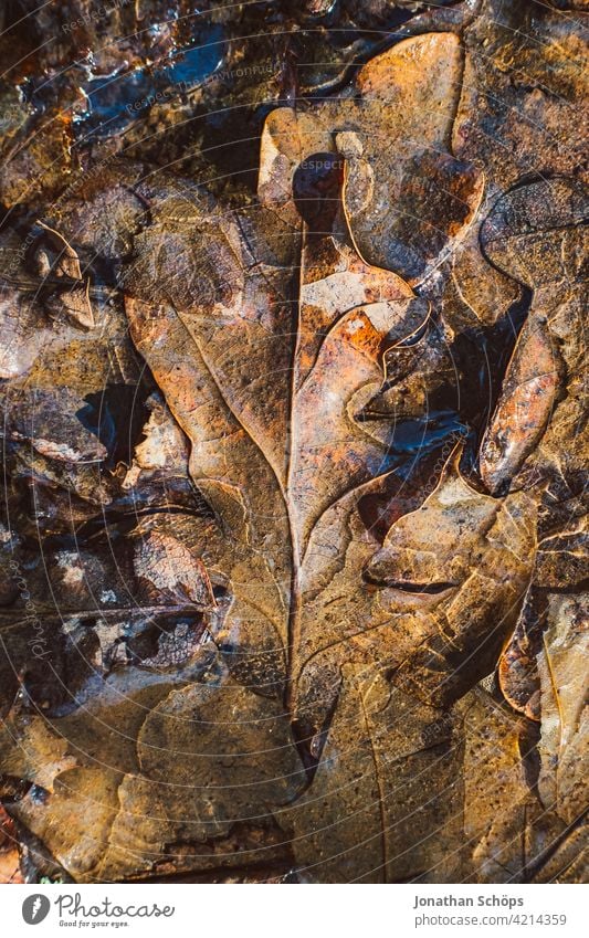 brown oak leaves frozen on the ground closeup Deserted Day Close-up Exterior shot Background picture Colour photo Structures and shapes Autumnal colours