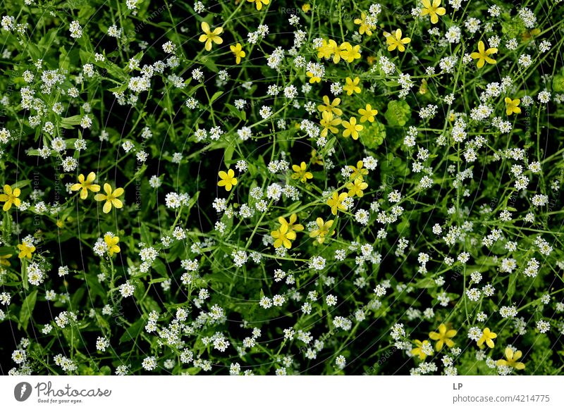 background with white and yellow wild flowers Exterior shot green fragility Grass Blossoming Colour photo Day Neutral Background romantic spring Fresh Yellow