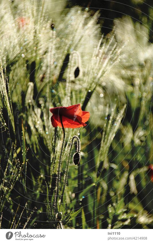 red poppy early in the morning in the cornfield morning mood young day Light Shaft of light Corn ears Poppy Poppy blossom Corn poppy Dew dew drops light points