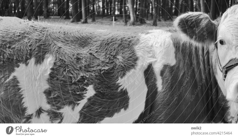 Cow's eye be alert Pelt Back Head Detail Looking Looking into the camera suspicious Pattern structure Black & white photo Panorama (Format) Eyes Ear