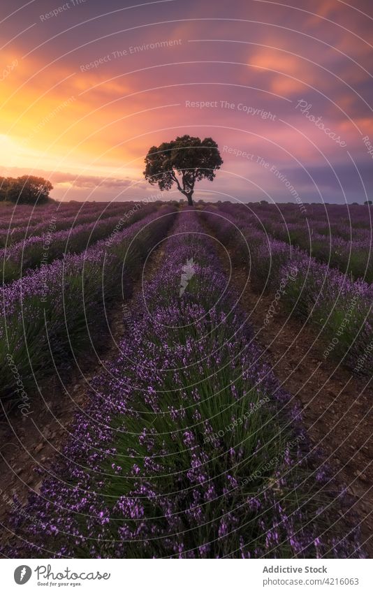 Lonely tree growing in lavender field at sunset lonely silhouette landscape flower sundown scenery picturesque environment idyllic fragrant flora colorful sky