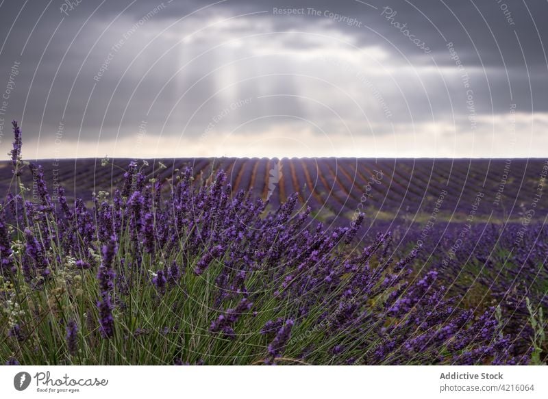 Lavender field under cloudy sky lavender row flower purple thunderstorm landscape stormy bloom summer nature picturesque meadow scenic dramatic mystery hill