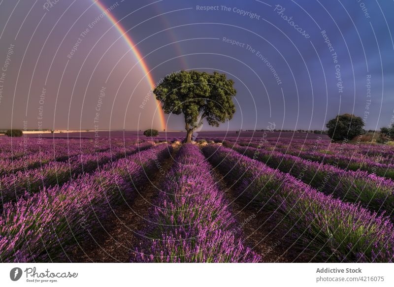 Beautiful rainbow over lavender field in evening tree flower bloom blossom landscape scenery environment flora fragrant fresh purple growth scenic nature violet