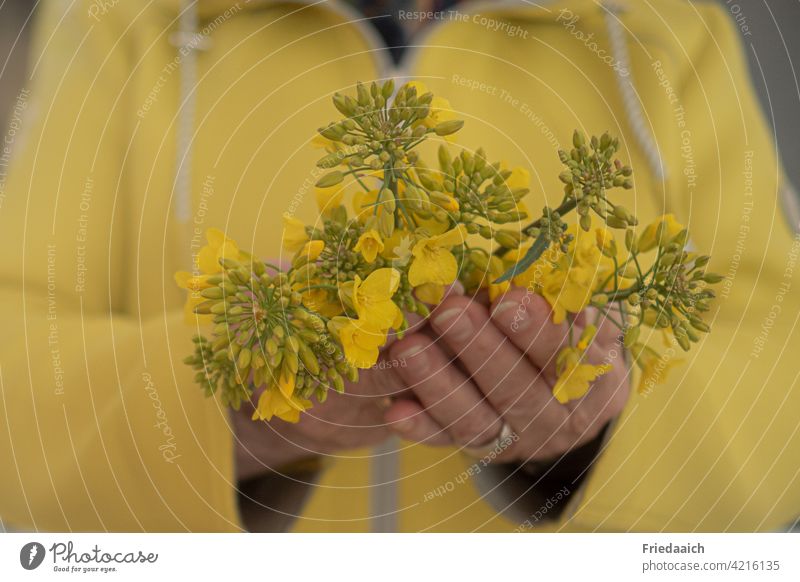 Yellow flowers in woman hands with yellow jacket Blossom yellow background blurred background Shallow depth of field Nature Toninton Colour photo Plant Close-up