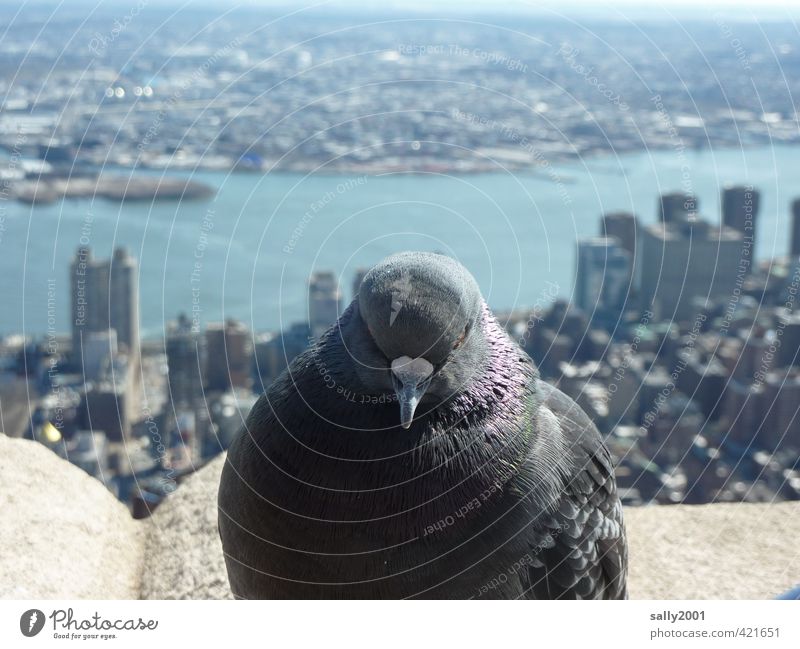 skyline guard New York City USA Americas Town Skyline High-rise Empire State building Animal Bird Pigeon 1 Observe Relaxation Flying Sit Wait Free Gigantic