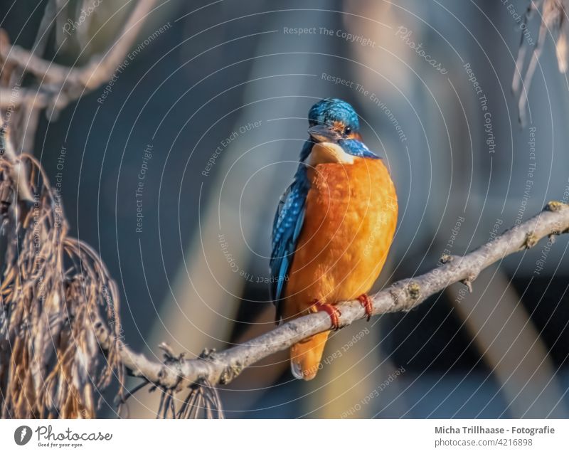 Kingfisher on a branch on the river bank kingfisher Alcedo atthis Head Eyes Beak feathers plumage Grand piano portrait Animal portrait Wild animal Bird Nature