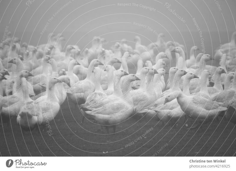 Geese in the meadow in the fog geese Goose Meadow Fog Goose meadow Poultry Poultry farm Farm animal Bird Animal poultry yard White Animal portrait