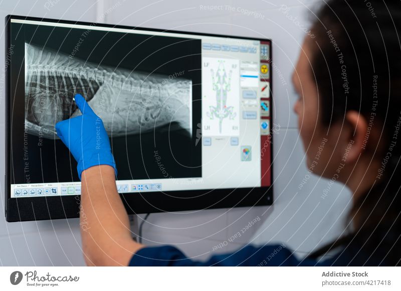 Unrecognizable veterinarian looking at X ray image of animal body on a screen computer x ray diagnostic woman clinic using gadget explain device monitor