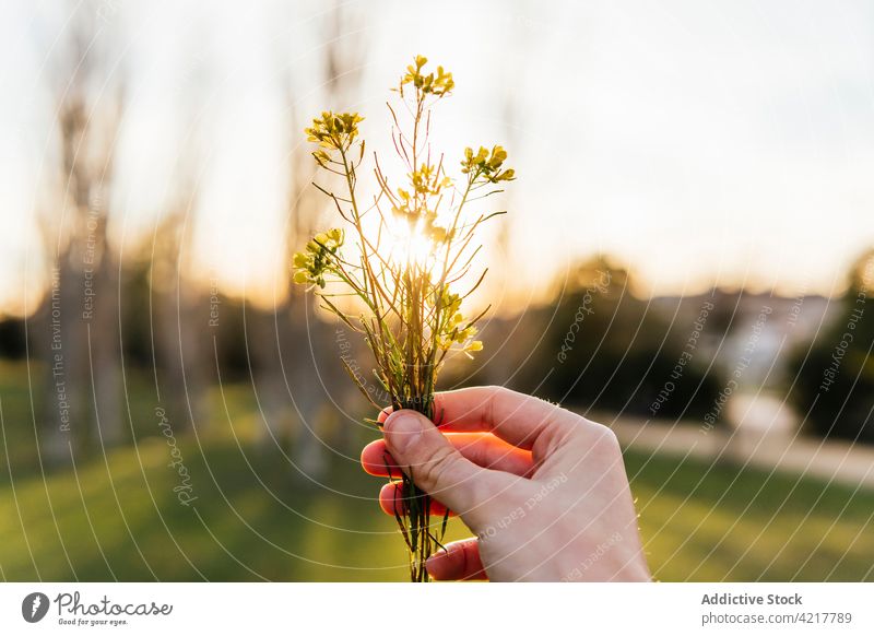 Crop person with yellow flower at sunset spring wildflower bloom blossom flora sunlight tender sky sundown nature delicate fresh natural idyllic botany season