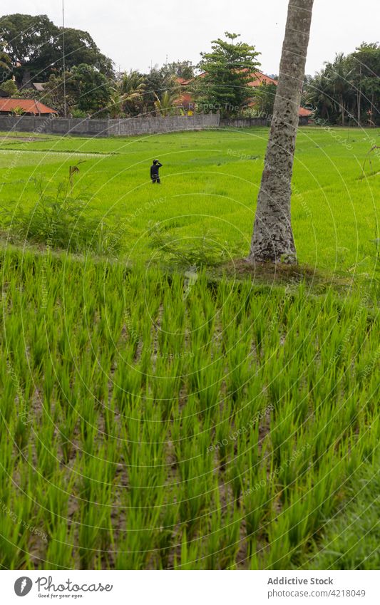 Distant person standing on lush plantation in exotic country field tropical verdant picturesque agriculture countryside botany cultivate husbandry vegetate