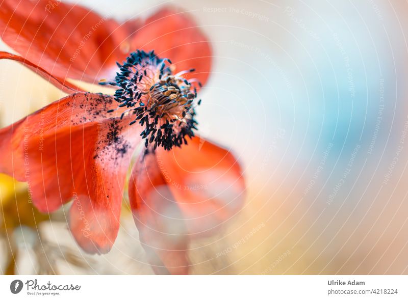 Delicate red flower of the garden - anemone Anemone coronaria Crown Anemone Shallow depth of field Elegant Wellness Design Harmonious Contentment Relaxation